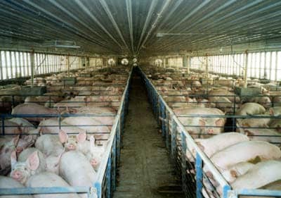 hog-farm, Our hunger for cheap meat has created swine flu, World News & Views 