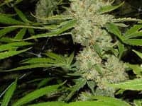 marijuana_medium3, ‘Cannabis: Legalize It or Not’, Culture Currents 