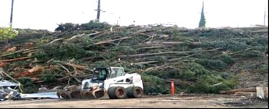 clearcutting-at-hp-shipyard-web, In the war of the super-rich on the rest of us ... in San Francisco, as in New Orleans, Local News & Views 